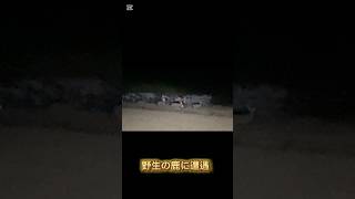 野生の鹿に遭遇した🫎#野生のシカ動画 #野生動物