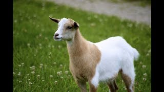 The Fainting Goats of Tennessee - Around The World