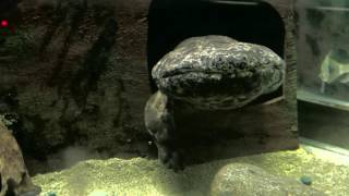 一旦浮上するオオサンショウウオ Giant Salamander 東山動物園