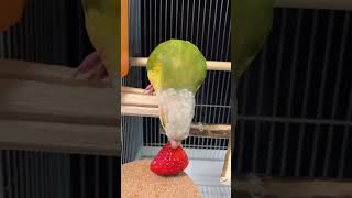 【いちごの悲劇】楽しみにしていたのに…#shorts #ウロコインコ #パイナップル