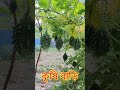 কৃষকের কৃষি বাড়ি ❤️ farming