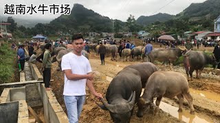 越南农村的水牛市场，这里的牛太便宜了( phiên chợ trâu lớn nhất tây bắc).