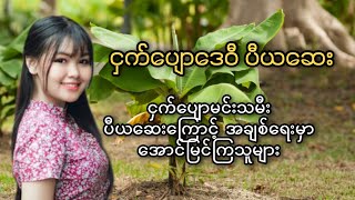 ငှက်ပျောဒေဝီ ပီယဆေးအစွမ်း