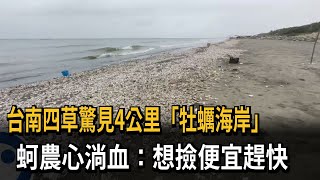 台南四草驚見4公里「牡蠣海岸」　蚵農心淌血：想撿便宜趕快－民視新聞