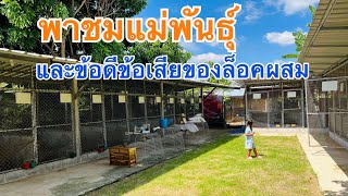 พาชมแม่พันธุ์ และข้อดีข้อเสียของล็อกผสมครับ