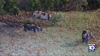 Feral hogs wreak havoc in Dallas backyards