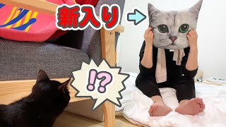 我が家に来た新入り猫を見て、この後子猫がブチギレます…www