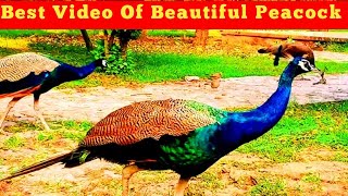 Beautiful Peacock  BirdsIn Thar Desert|| #birds #bird #birdslover #foryou #peacock