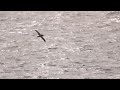 クロアシアホウドリ　black footed albatross