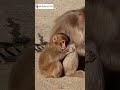 ママ大好き ニホンザル i like mommy. baby snow monkey. monpai monyet サル 船越山 ニホンザル snowmonkey