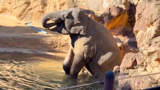 寒くてもプールで足♨️水アルンくん🐘😂　1月11日 上野動物園　アジアゾウ