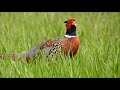 漂亮的環頸雉 公 ring necked pheasant 13 may 2018