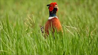 漂亮的環頸雉(公)  Ring-necked pheasant  13/MAY/2018