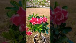 Beautiful multipetal adenium flowering #flowers #plantcare #gardening #ytshorts #adenium