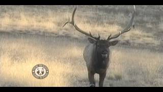 Gila Elk Bow Hunt