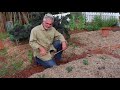 how to plant and grow kale