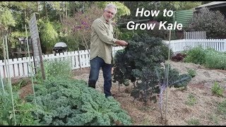 How to Plant and Grow Kale