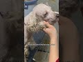 the dog with its fur shaved. shortsvideo amimals