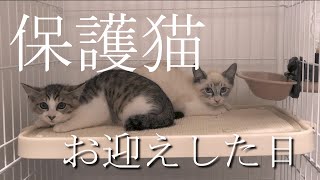 【保護猫】2匹の子ねこをお迎えしました！【天使】