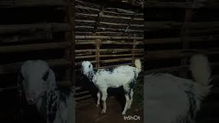 ஜமுனா பாரி ஆடுகள் #goat #farming #farmingandigrowit #nature #agriculture