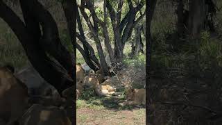 A White Lion #wildlife #krugernationalpark #travel #kruger