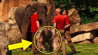 Zookeepers run to the rescue after a mother elephant can not wake her baby