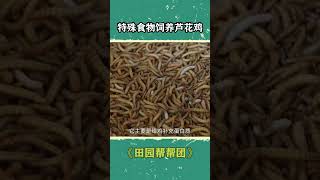 用黄粉虫喂养芦花鸡，效果竟然这么好！| 三农小课堂