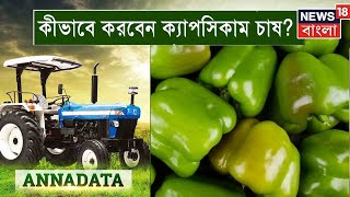 Annadata : কীভাবে করবেন ক্যাপসিকাম চাষ? দেখুন অন্নদাতা । Bangla News