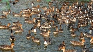 袖ヶ浦公園の渡り鳥 (千葉県袖ケ浦市）　2013年2月21日