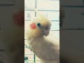 adorable cocktail brid  cute moments....... #kittu#kittu#