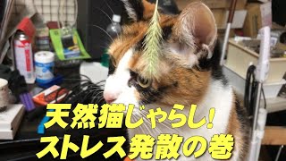 天然猫じゃらし！ストレス発散！