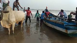 Vadarevu beach-Chirala fishes