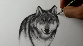 Como desenhar um Lobo realista - PASSO A PASSO - narrado