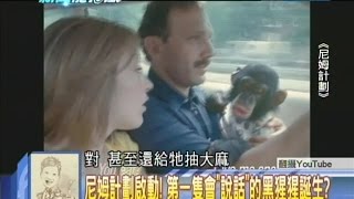 2014.08.07新聞龍捲風part6　尼姆計劃啟動！第一隻會「說話」的黑猩猩誕生？