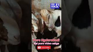 Pure Hyderabadi at Mashallah Arsh Goat Farm #iluentertainment