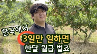 농촌에서 외국인 근로자를 선호하는 이유 -복숭아 직거래 농장