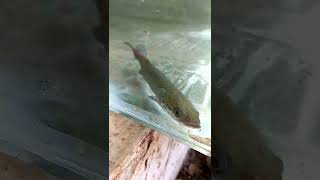 അരാപൈമക്ക് പരല് ചാകര 😍🦈 #Arapaima #short