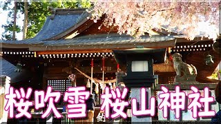 桜吹雪 桜山神社 2019 / 岩手県盛岡市