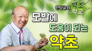 모발에 도움이 되는 약초 [안덕균의 약초학교 EP.25]