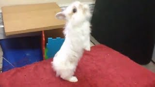 Baby bunny stands on two legs