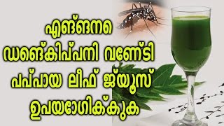 എങ്ങനെ  ഡെങ്കിപ്പനി വേണ്ടി  പപ്പായ ലീഫ് ജ്യൂസ്  ഉപയോഗിക്കുക || Papaya Leaf Juice for Dengue Fever