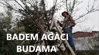 Badem Ağacı Budama