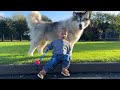 Baby Boy Loves To Play Ball With Giant Husky