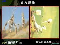 11002選修生物二ch4 1 16種子與果實的傳播方式 一恭