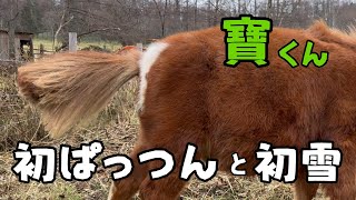 【母馬を亡くした仔馬】寶、初ぱっつんと初雪