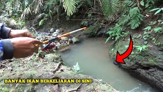 Memang gak ada habisnya ikan di sungai kecil ini