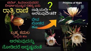 #ಅರಳುತ್ತಿರುವ ಬ್ರಹ್ಮ ಕಮಲ ನೋಡಿದರೆ ಅದೃಷ್ಟವಂತೆ#ವಿವಿಧ ಹಂತದ ದೃಶ್ಯ #ರಾತ್ರಿ ರಾಣಿ ವಿಸ್ಮಯ#PrincessOfNight#