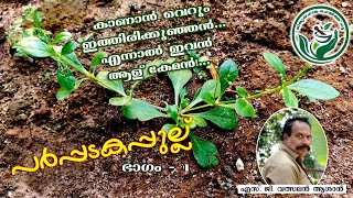 പർപ്പടകപ്പുല്ല് /parpadakapullu/ Oldenlandia corymbosa / Parpadaka / Soochipathra/Ayurveda