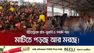 অতিরিক্ত গরমে জয়পুরহাটে হিটস্ট্রোকে মারা যাচ্ছে হাঁস-মুরগি ও গবাদি পশু | Poultry Damage | Jamuna TV