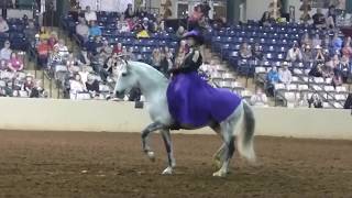 Bridleless Freestyle